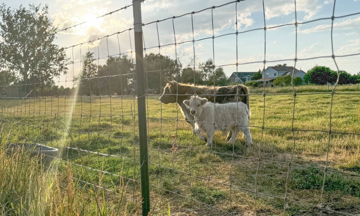 Syracuse Other | Buffalo Farmhouse Utah, Buffalo Farmhouse - Syracuse