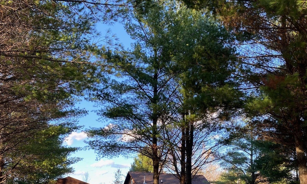 Danbury Cabin | Danbury log cabin