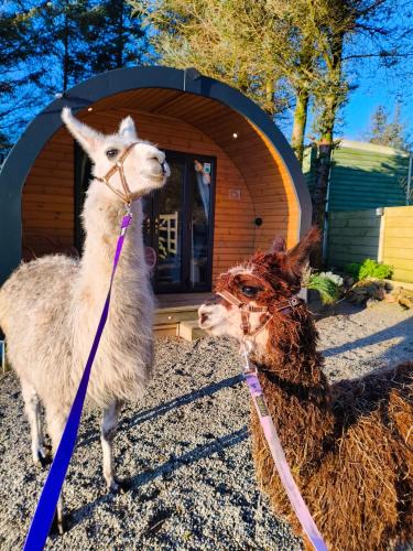 Maybole Apartment | little peru luxury pods and alpaca farm
