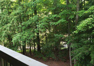 The Shores Condo W/King Bed Nightly, Weekly or Monthly