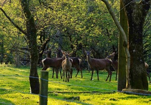 Woodland Pine Lodge by Killin, Loch Tay