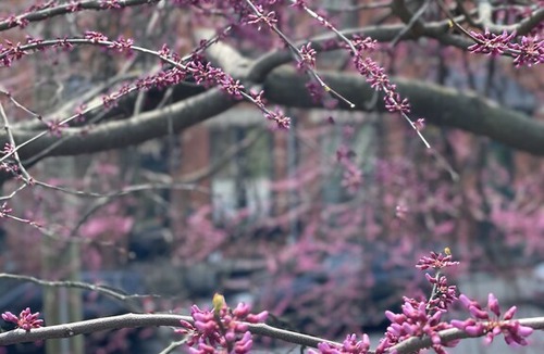Mount Adams House | Beautiful Brownstone Across from Eden Park!