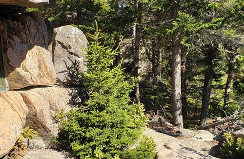 Manset House | Black Seal Chalet - Acadia NP - Wooded Rental - SWH Maine