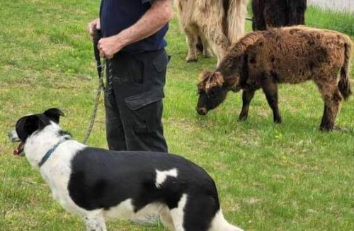 Freedom RV Rental | Celtic Glen Farm Stay - Shady pasture overlookn