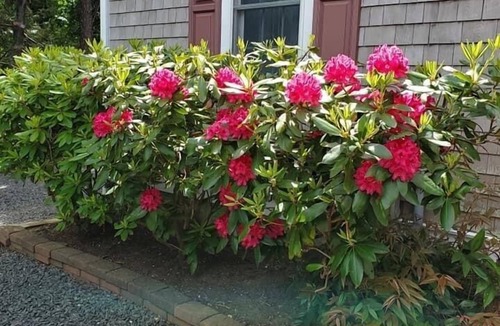East Dennis House | Jn 27! Book now!Quintessential Cape home 5 BR, 4 Full BA, CTRL A/C-NO PETS/SMOKE