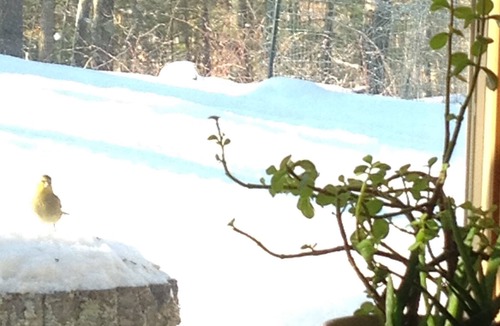 Hayward House | Loons on the spring lake