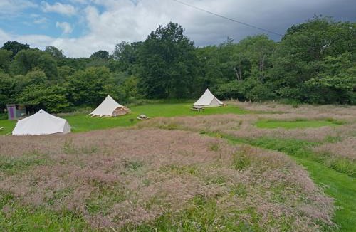 Pentrefelin Other | Oak Tree Farm