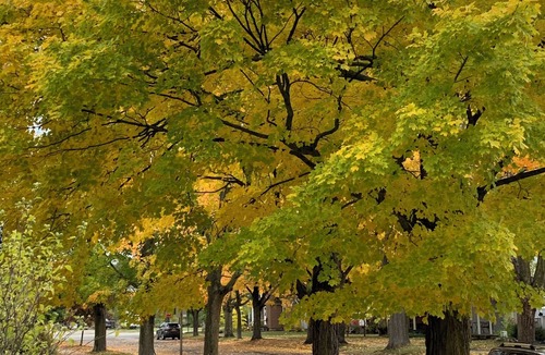 Traverse City House | Old Town Home: 5 min. to Munson Medical, easy walk to Front St. and the Bay!