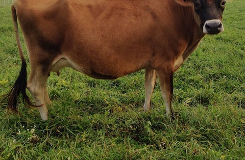 Taylorstown RV Rental | Tentrr Signature Site - Regenerative Farm near Pittsburgh