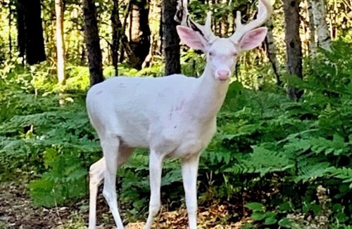 Boulder Junction Cabin | Updated fishing cabin, nature, white deer, peacefulness - a very special place.n