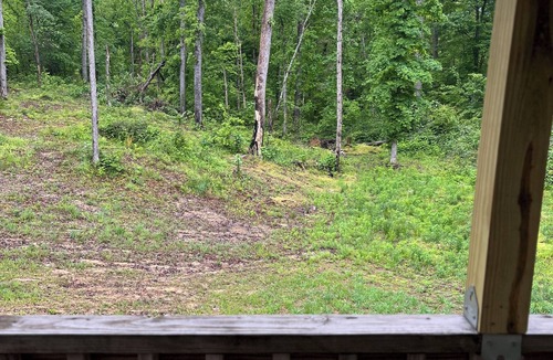 Lone Cabin | Woodland Retreat