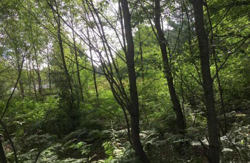 Kingsley House | Woodsy and Private- Dream House on a 7 Acre Pond