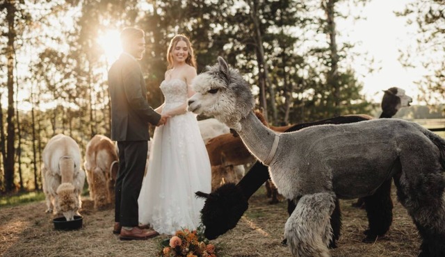 30 ppl - Alpaca Ranch - Downtown Wisconsin Dells