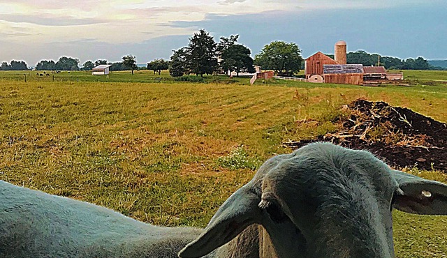 Beautiful farm property "Dawdi House" middle of Amish Country