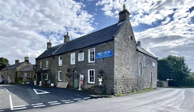 Bird In Bush Elsdon