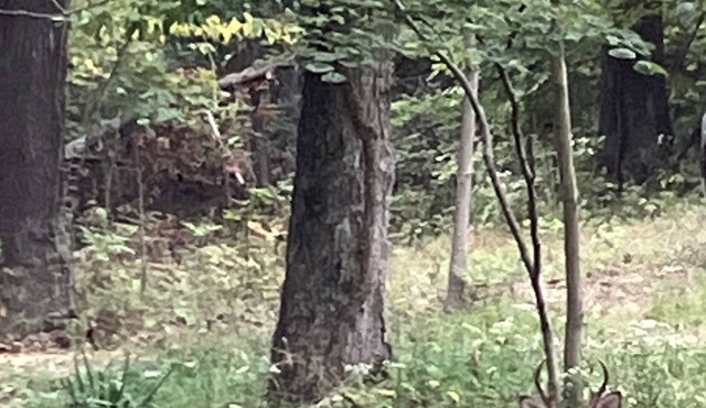 Cabin in the Woods
