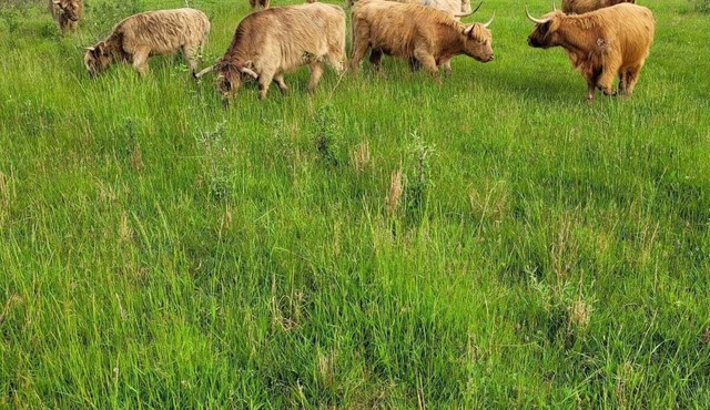 Cabin on a working ranch with Highland cattle in Hocking Hills