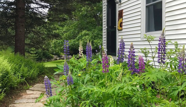 FARMHOUSE newly renovated in heart of Acadia with wild blueberries on 3 acres!