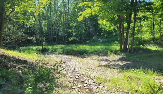 Home in the Woods