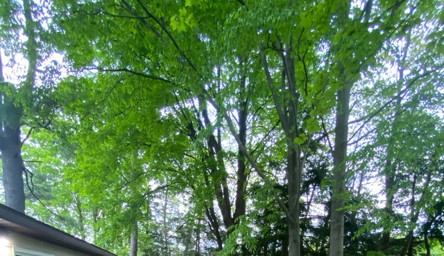 Sleepy Riverfront Cabin on Middle Branch River - 5 min from Marion - 20 min from cadillac/lake city