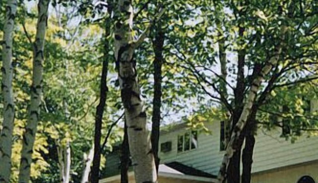 White Birch Inn