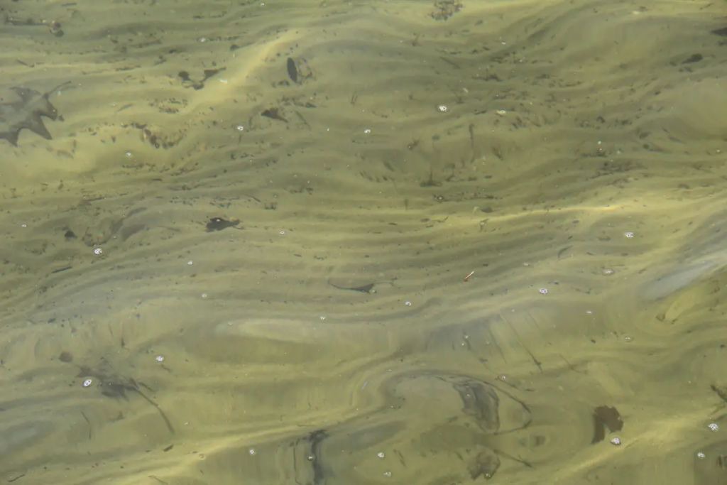 Photo of Others in Duck Lake
