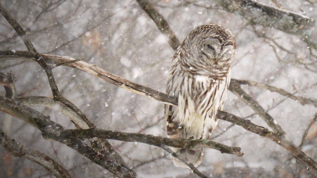Photo of Others in Lewiston